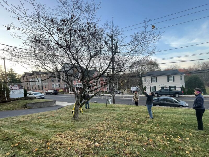 Witting Tree Observation